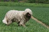 KOMONDOR 012